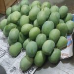 Kesar Mangoes