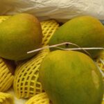 Alphonso Mangoes LARGE Size 240g-270g/Piece